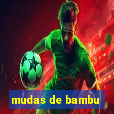 mudas de bambu